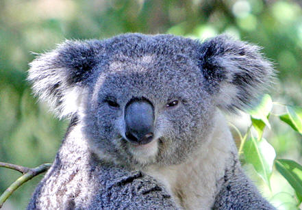 Koala Bears Sub Page
